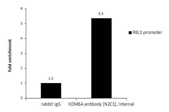 KDM6A Antibody in ChIP Assay (ChIP)