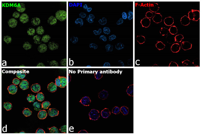 KDM6A Antibody in Immunocytochemistry (ICC/IF)