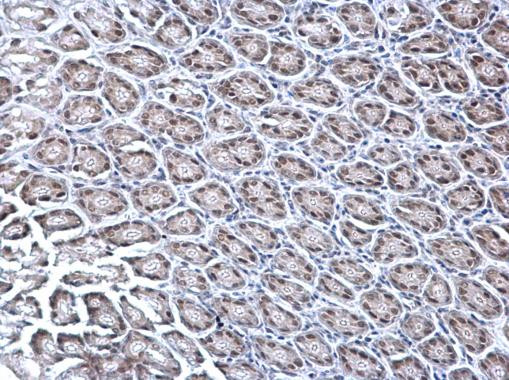 KDM6A Antibody in Immunohistochemistry (Paraffin) (IHC (P))