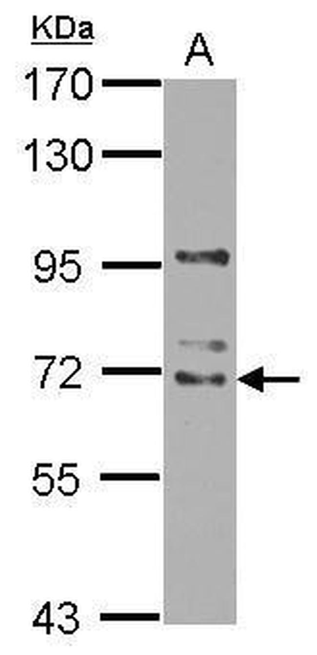 WDR16 Antibody in Western Blot (WB)