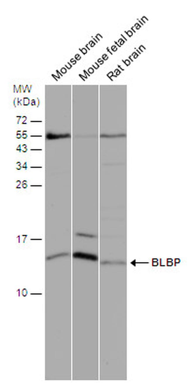 FABP7 Antibody in Western Blot (WB)