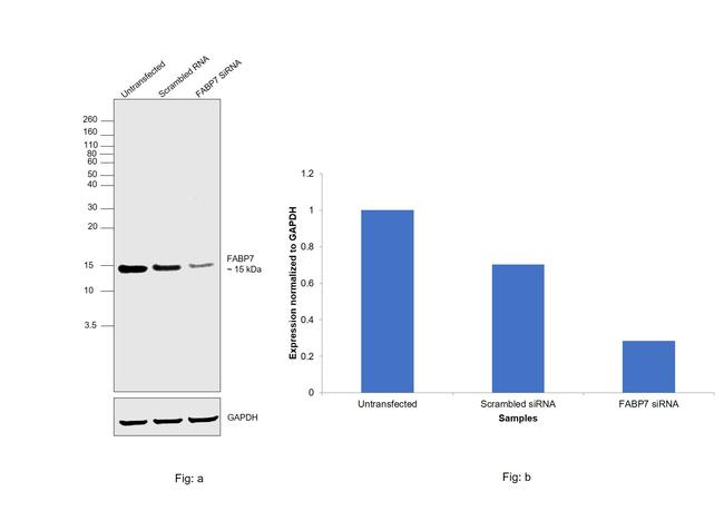 FABP7 Antibody in Western Blot (WB)