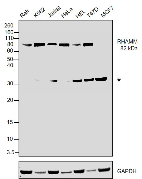 RHAMM Antibody