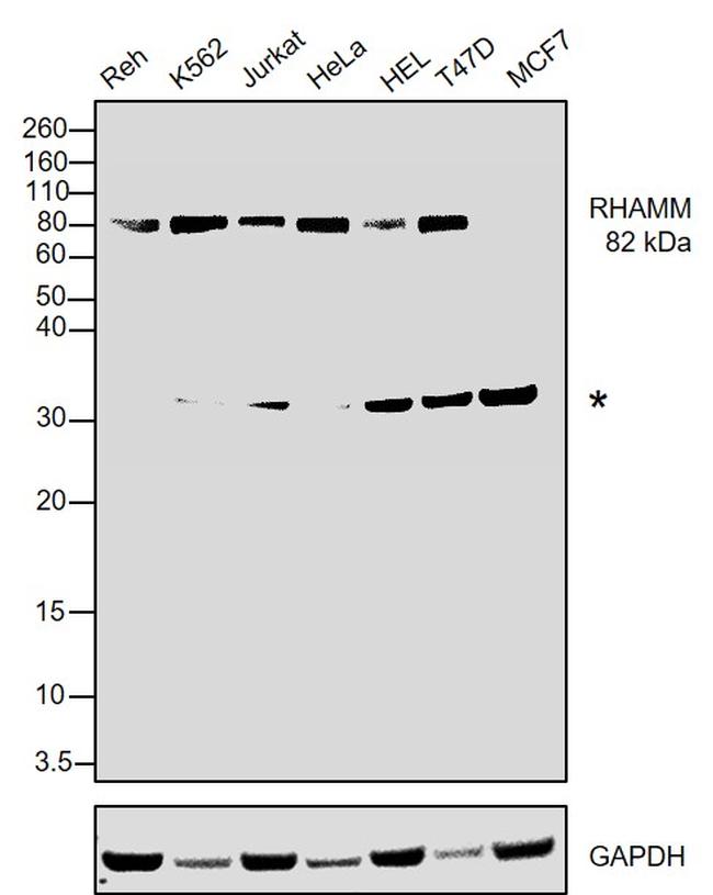 RHAMM Antibody in Western Blot (WB)