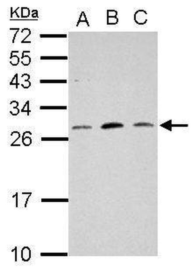 MRPL18 Antibody in Western Blot (WB)