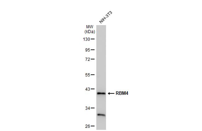 RBM4 Antibody in Western Blot (WB)