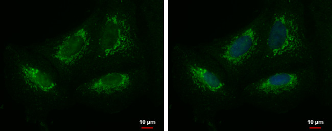 KIAA0391 Antibody in Immunocytochemistry (ICC/IF)