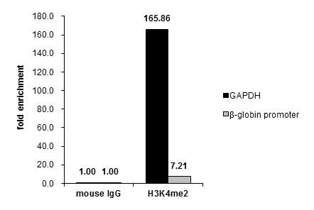 H3K4me2 Antibody in ChIP Assay (ChIP)