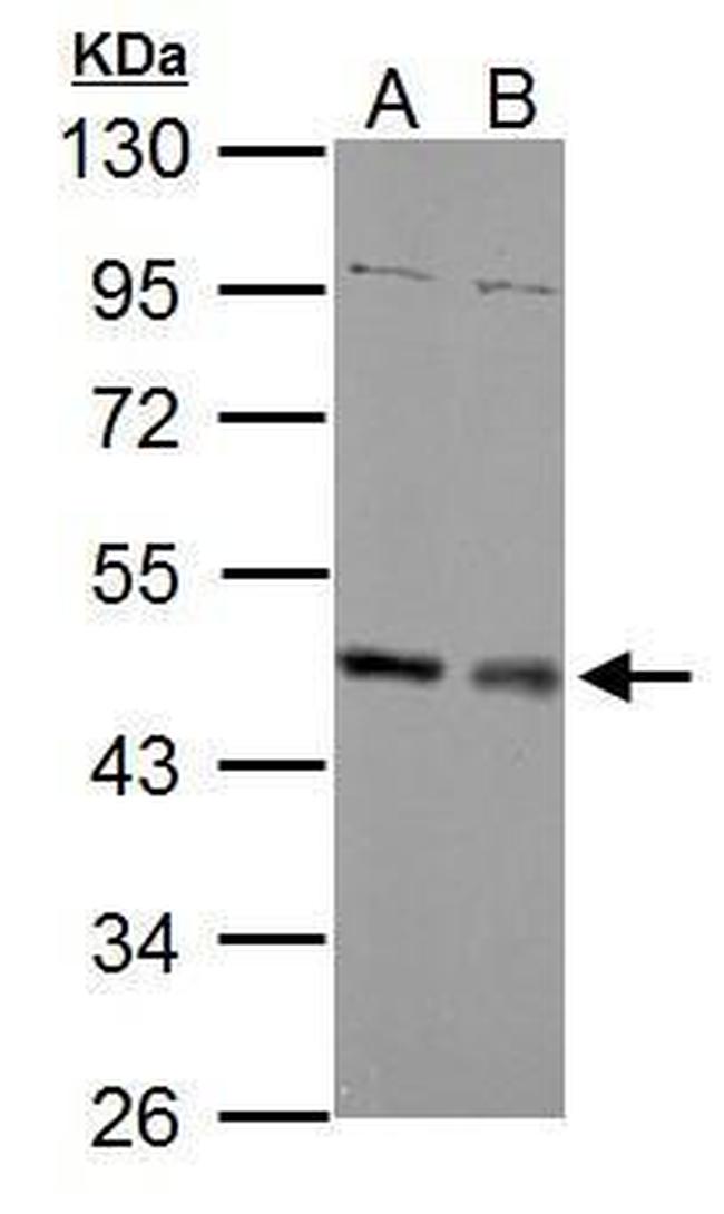 MEK1/MEK2 Antibody in Western Blot (WB)