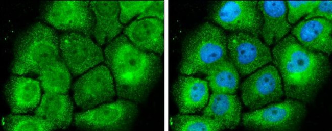 MEK1/MEK2 Antibody in Immunocytochemistry (ICC/IF)