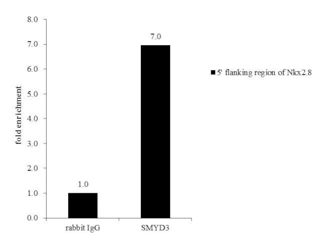 SMYD3 Antibody in ChIP Assay (ChIP)