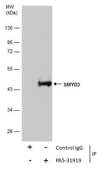 SMYD3 Antibody in Immunoprecipitation (IP)