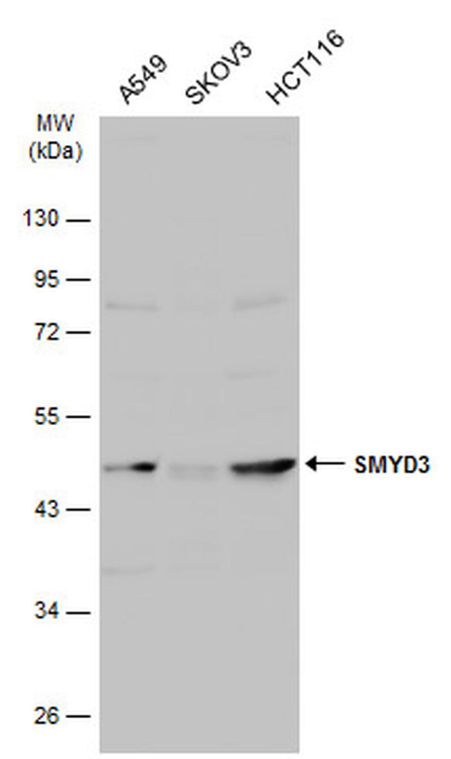 SMYD3 Antibody in Western Blot (WB)