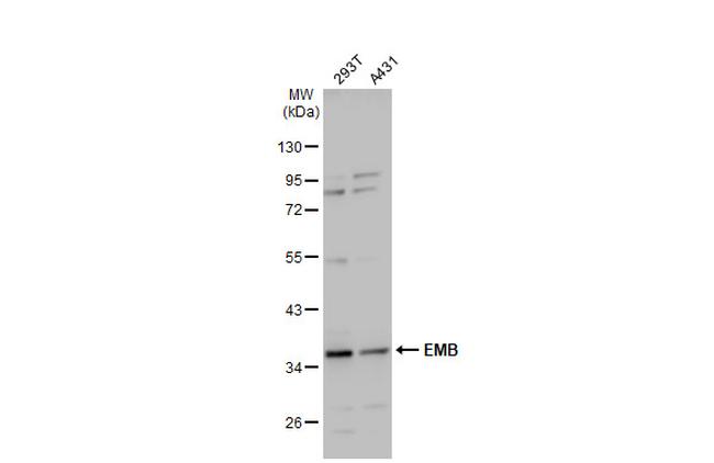 Embigin Antibody in Western Blot (WB)