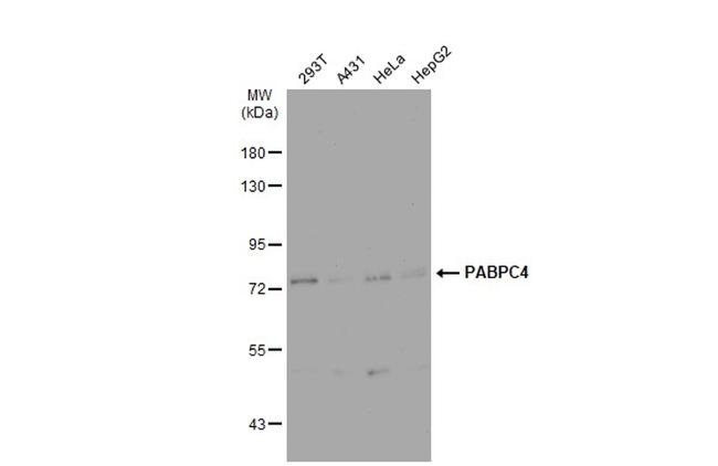 PABPC4 Antibody in Western Blot (WB)