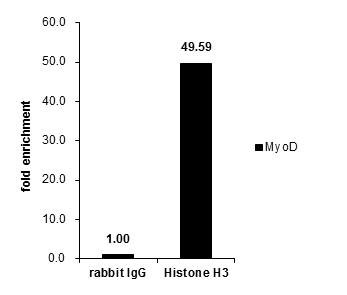 Histone H3 Antibody in ChIP Assay (ChIP)