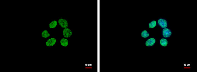 Histone H3 Antibody in Immunocytochemistry (ICC/IF)