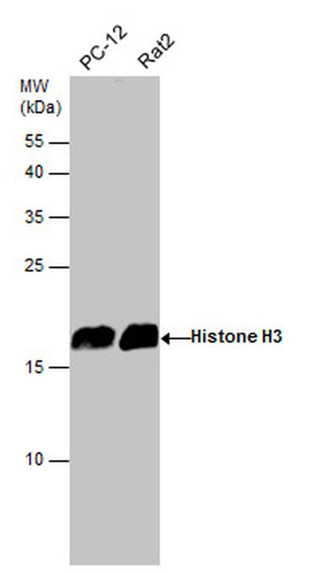 Histone H3 Antibody in Western Blot (WB)