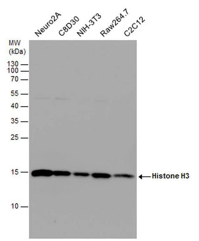 Histone H3 Antibody in Western Blot (WB)