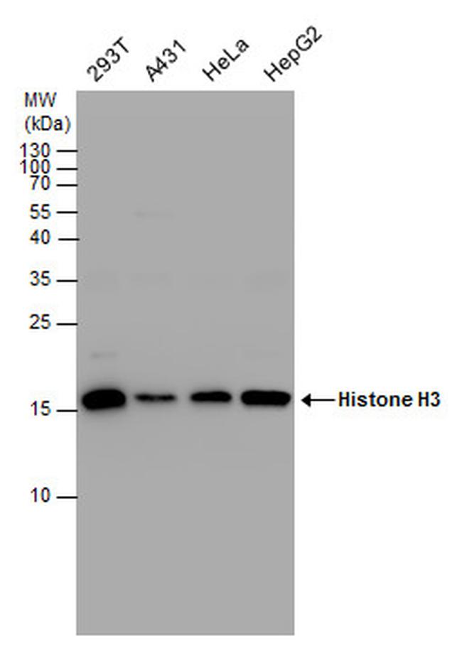 Histone H3 Antibody in Western Blot (WB)