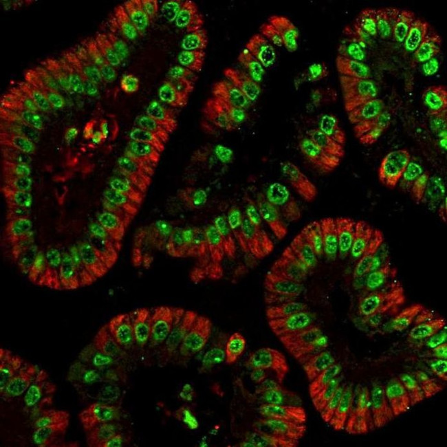 Histone H3 Antibody in Immunohistochemistry (Paraffin) (IHC (P))