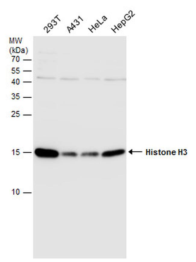 Histone H3 Antibody in Western Blot (WB)