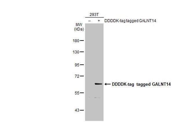 GALNT14 Antibody in Western Blot (WB)