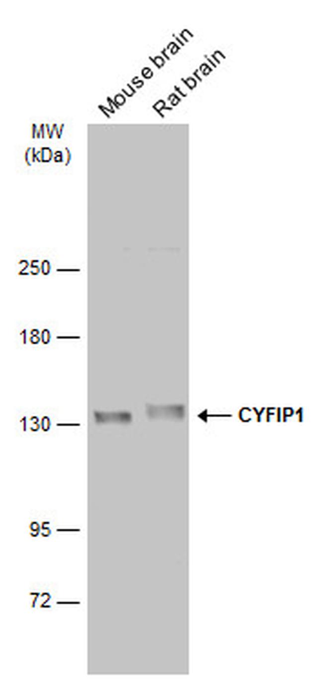 CYFIP1 Antibody in Western Blot (WB)