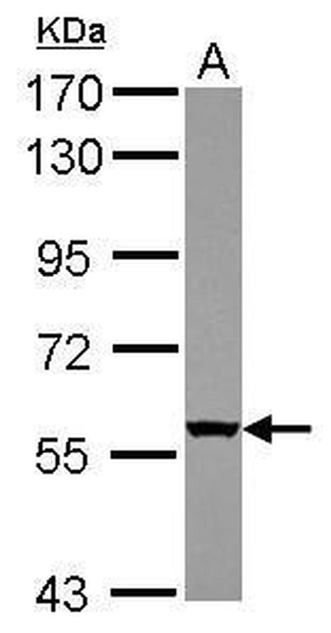 WDR49 Antibody in Western Blot (WB)