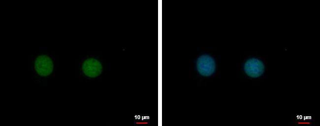 C17orf49 Antibody in Immunocytochemistry (ICC/IF)