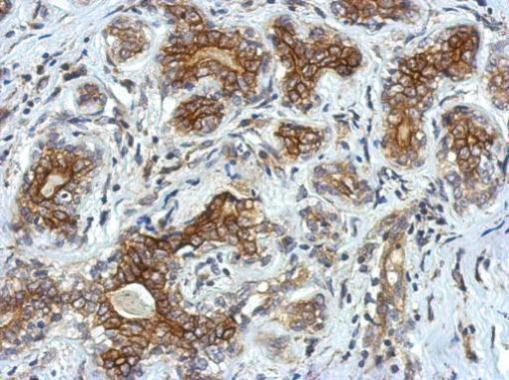 VSIG1 Antibody in Immunohistochemistry (Paraffin) (IHC (P))