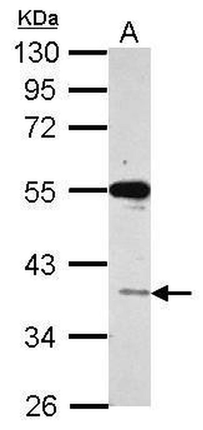 VSIG1 Antibody in Western Blot (WB)