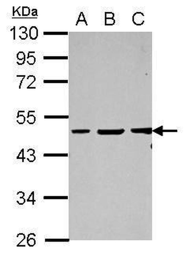 Vasculin Antibody in Western Blot (WB)