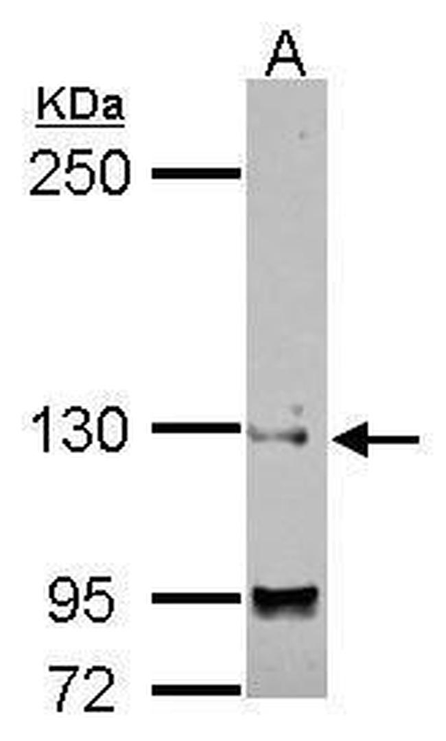 SAP130 Antibody in Western Blot (WB)