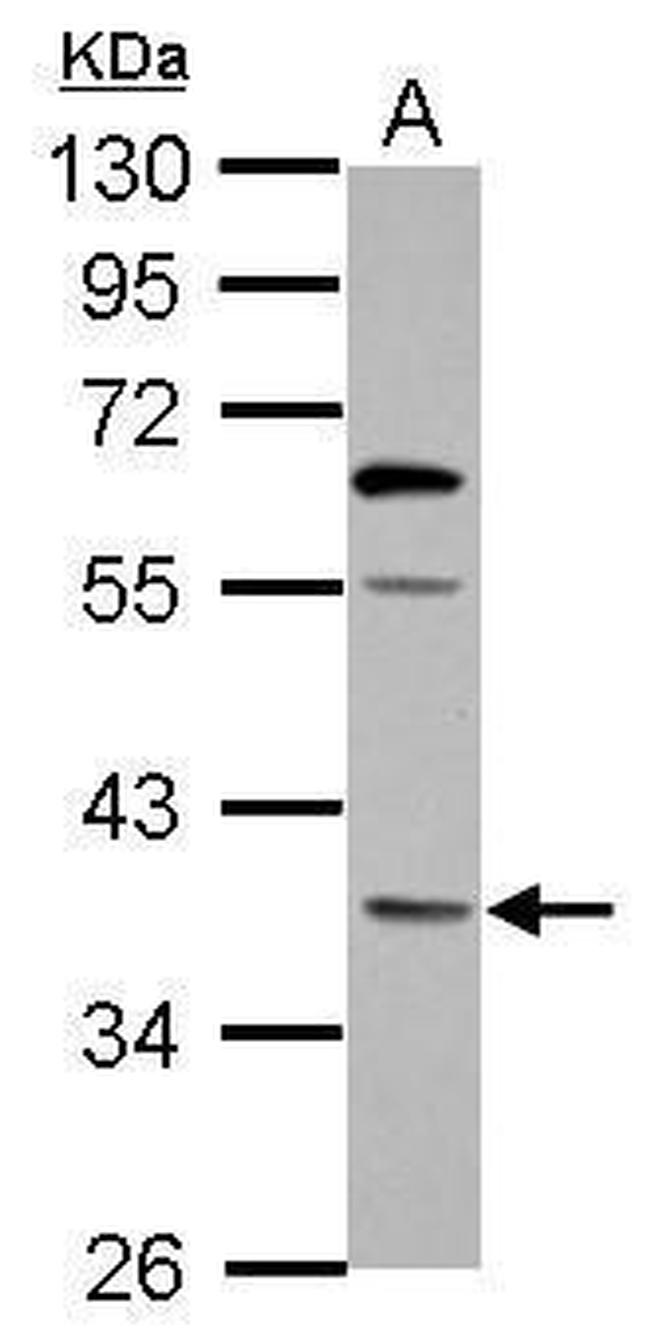 OXNAD1 Antibody in Western Blot (WB)