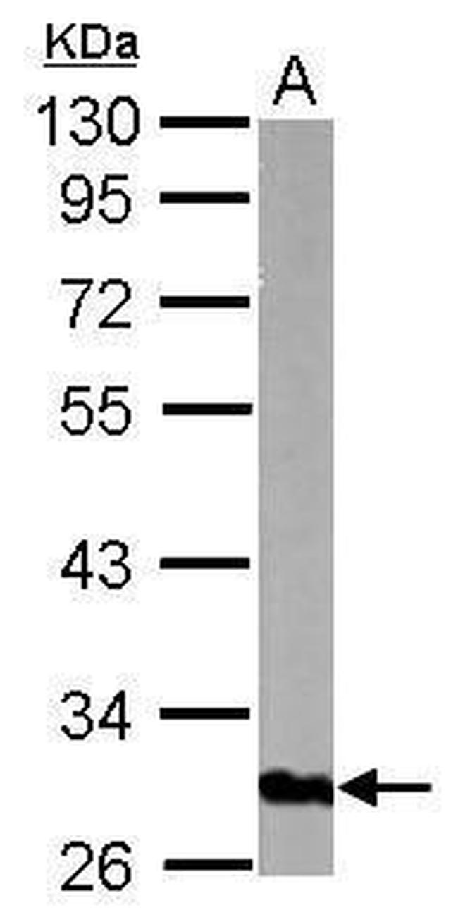 GOLPH3 Antibody in Western Blot (WB)