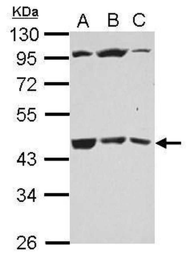 B3GALT4 Antibody in Western Blot (WB)