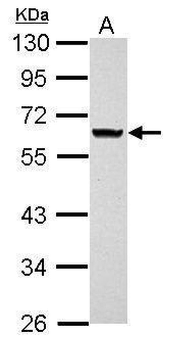 ANKRD53 Antibody in Western Blot (WB)