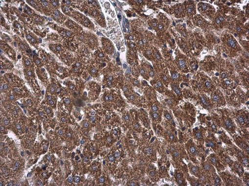 OXSM Antibody in Immunohistochemistry (Paraffin) (IHC (P))