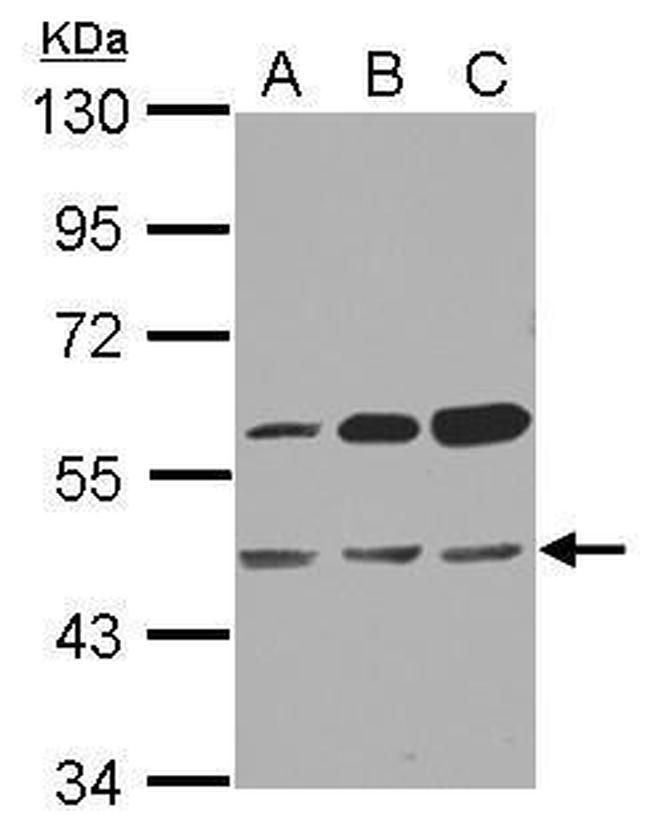 OXSM Antibody in Western Blot (WB)