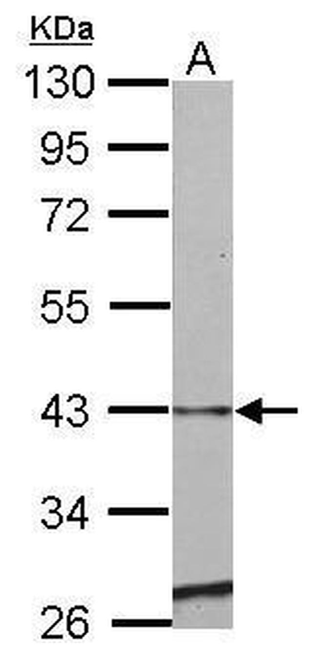 SERPINE2 Antibody in Western Blot (WB)