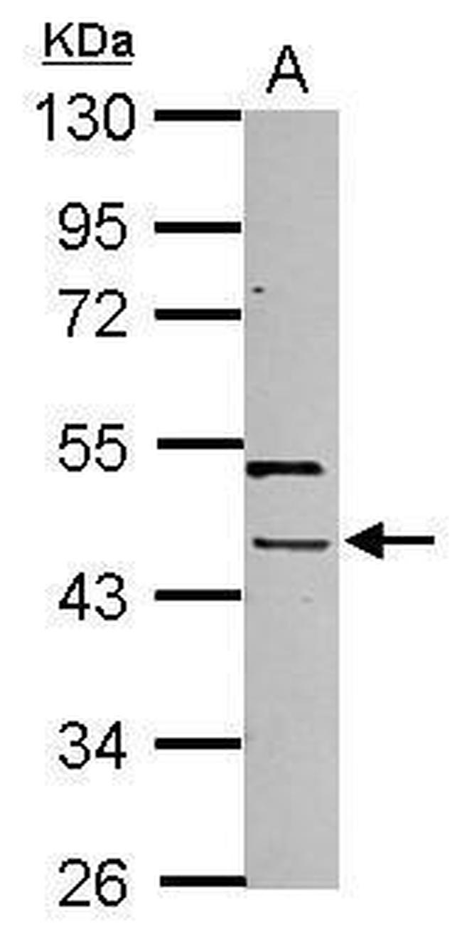 PHAX Antibody in Western Blot (WB)