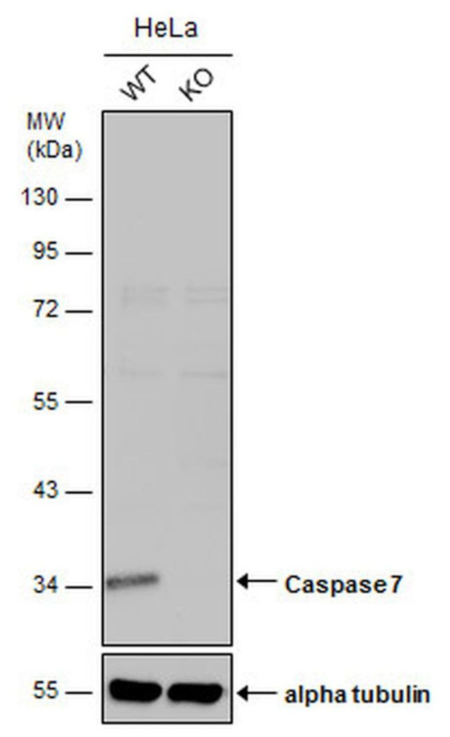 Caspase 7 p11 Antibody