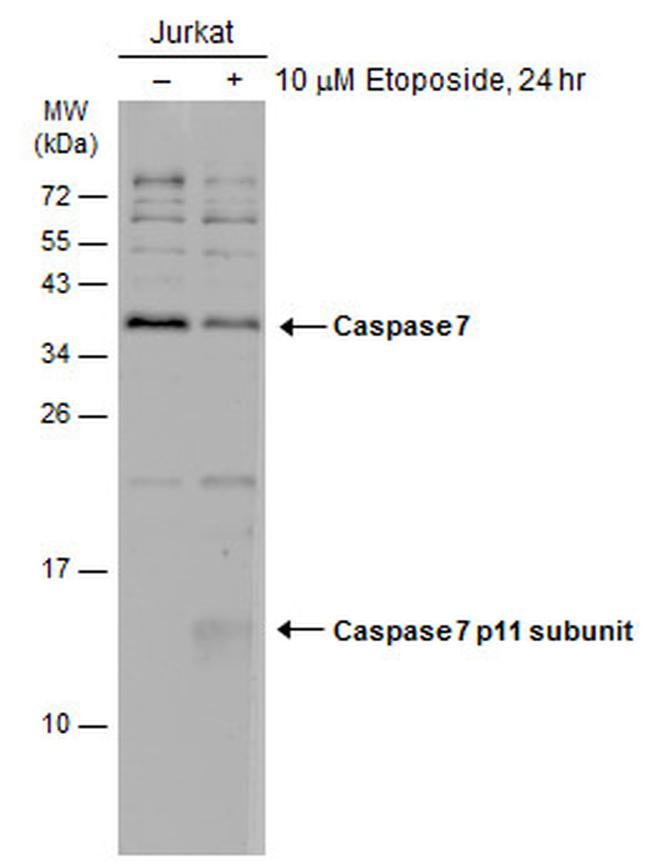 Caspase 7 p11 Antibody in Western Blot (WB)