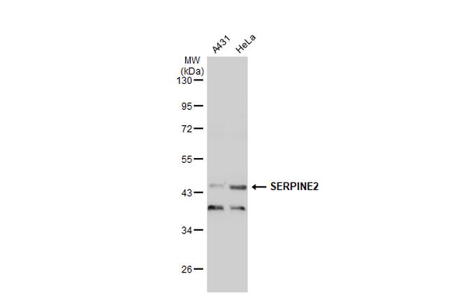 SERPINE2 Antibody in Western Blot (WB)