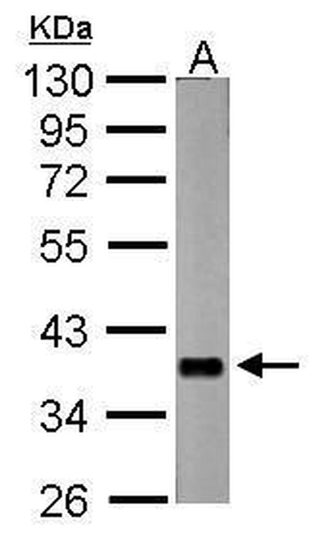 nrv2 Antibody in Western Blot (WB)