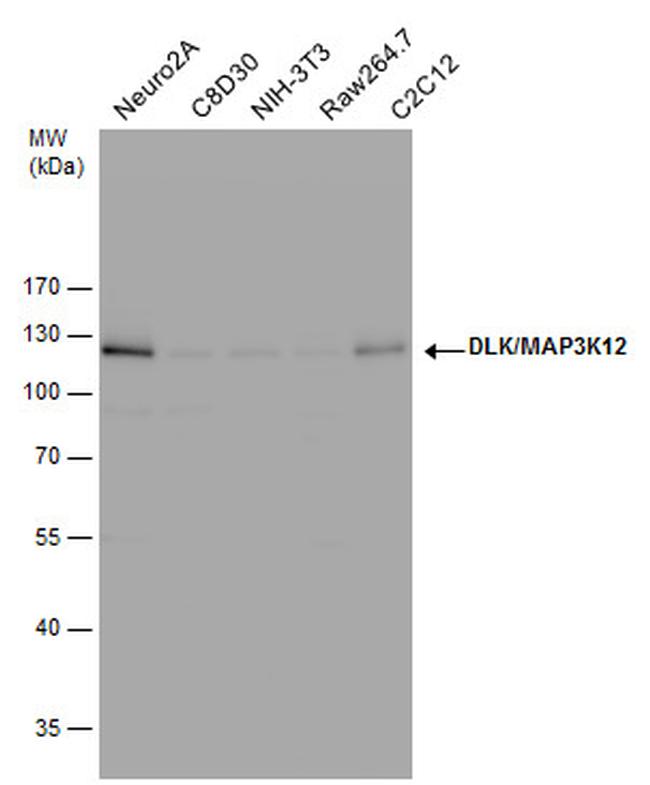 ZPK Antibody in Western Blot (WB)