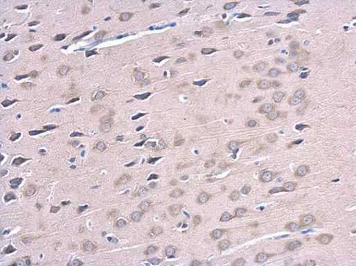 ATG12 Antibody in Immunohistochemistry (Paraffin) (IHC (P))