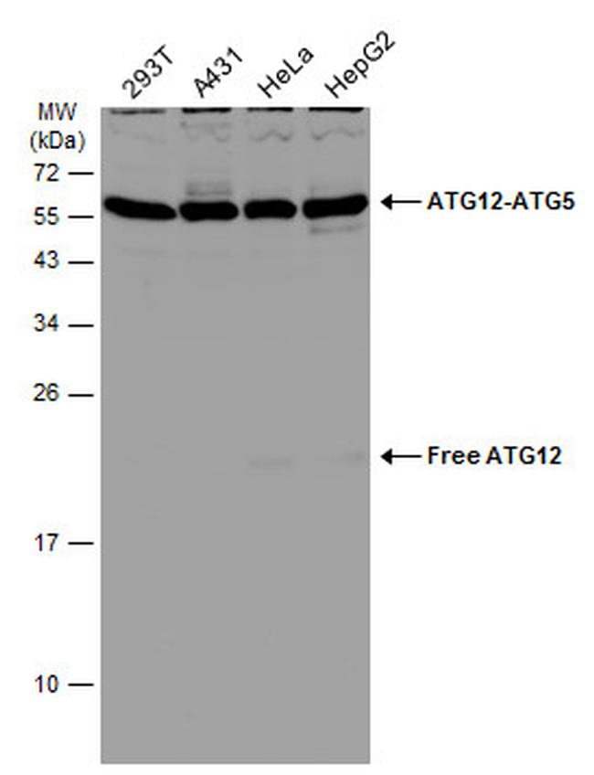 ATG12 Antibody in Western Blot (WB)