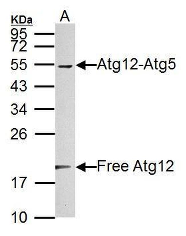 ATG12 Antibody in Western Blot (WB)